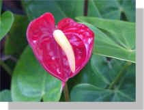 Red Anthirium, Kaneohe, Hawaii