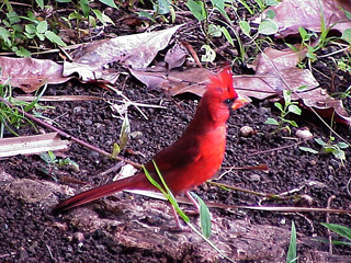 Red Cardinal