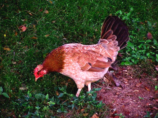 Chicken Pecking