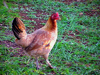 Hen Walking