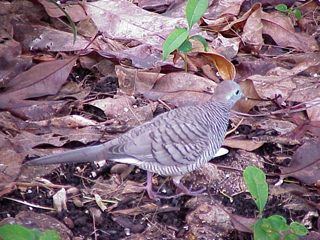 Dove Walking