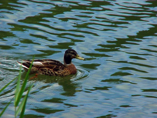 Duck Swimming 3