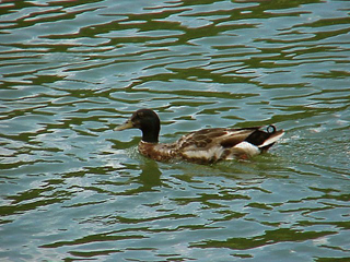 Duck Swimming 4