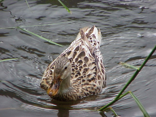 Duck Swimming 5