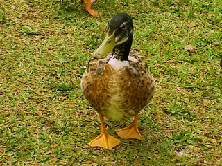 Duck Walking 1