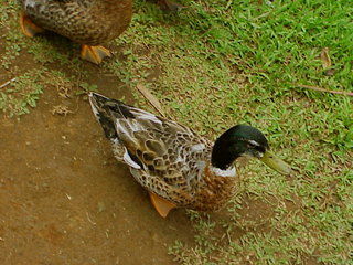 Duck Walking 2
