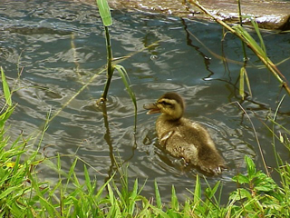 Duckling Swimming 1