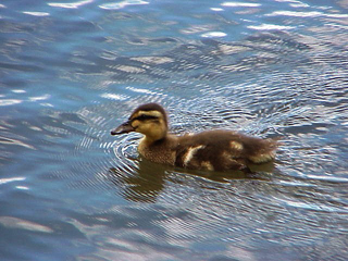 Ducking Swimming 2