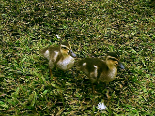 Ducklings Walking
