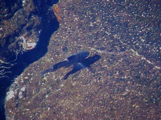 Fish in Tidal Pond