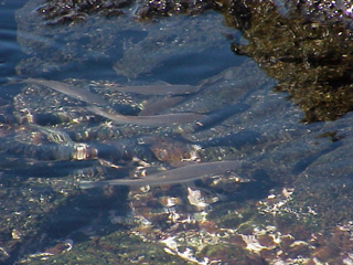 School of Fish in Tidal Pond