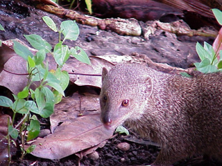 Hawaiian Mongoose 1