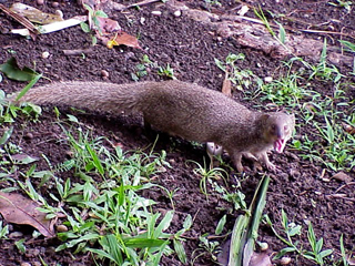 Hawaiian Mongoose 4