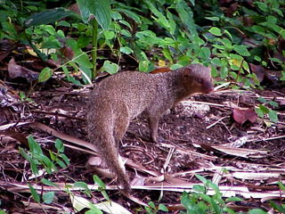 Hawaiian Mongoose 5