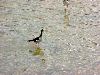 Sandpiper Wading 1