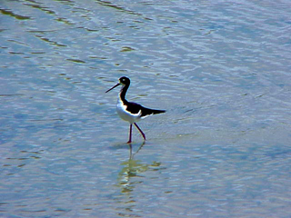 Sandpiper Wading 2