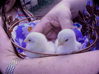 Chicks 1
