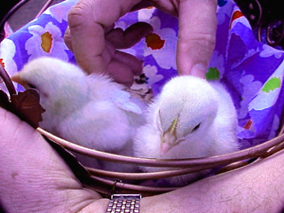 Chicks 2