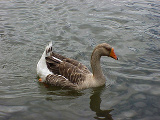 Goose Swimming