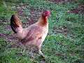 Hen