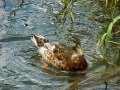 Duck Swimming 2