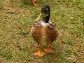 Duck-Walking-1