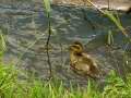 Duckling Swimming 1