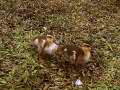 Ducklings