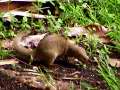 Hawaiian Mongoose 2