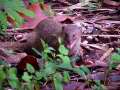 Hawaiian Mongoose 3