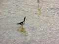 Sandpiper 1