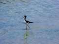 Sandpiper Wading 2