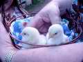 Chicks-1