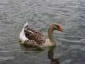 Goose Swimming