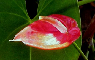 Red Anthirium, anthurium, Kaneohe, Oahu, Hawaii picture taken by ATAH.NET photographer for www.digital-picture-gallery.com 517.jpg (20343 bytes)