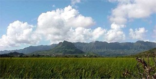 Kawainui Marsh, Kailua, Oahu, Hawaii picture taken by ATAH.NET photographer for www.digital-picture-gallery.com