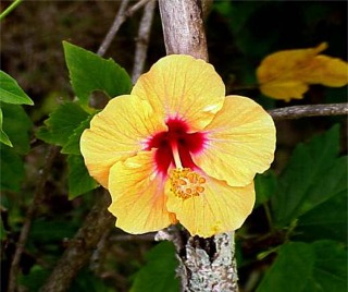 Vibrant Orange Hibiscus, State Flower, Kaneohe, Oahu, Hawaii picture taken by ATAH.NET photographer for www.digital-picture-gallery.com