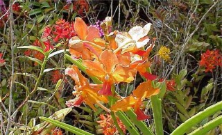 Mixed Epidendrum Orchids, Kaneohe, Oahu, Hawaii picture taken by ATAH.NET photographer for www.digital-picture-gallery.com