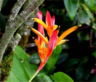 Jack Haleconia, Kaneohe, Oahu, Hawaii picture taken by ATAH.NET photographer for www.digital-picture-gallery.com