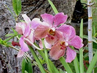 Purple Vanda Orchids, Kaneohe, Oahu, Hawaii picture taken by ATAH.NET photographer for www.digital-picture-gallery.com