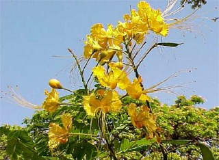 Yellow Ohai Alii Flowers, Honolulu, Oahu, Hawaii picture taken by ATAH.NET photographer for www.digital-picture-gallery.com