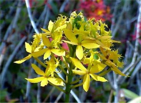Yellow Epidendrum Orchids, Kaneohe, Oahu, Hawaii picture taken by ATAH.NET photographer for www.digital-picture-gallery.com